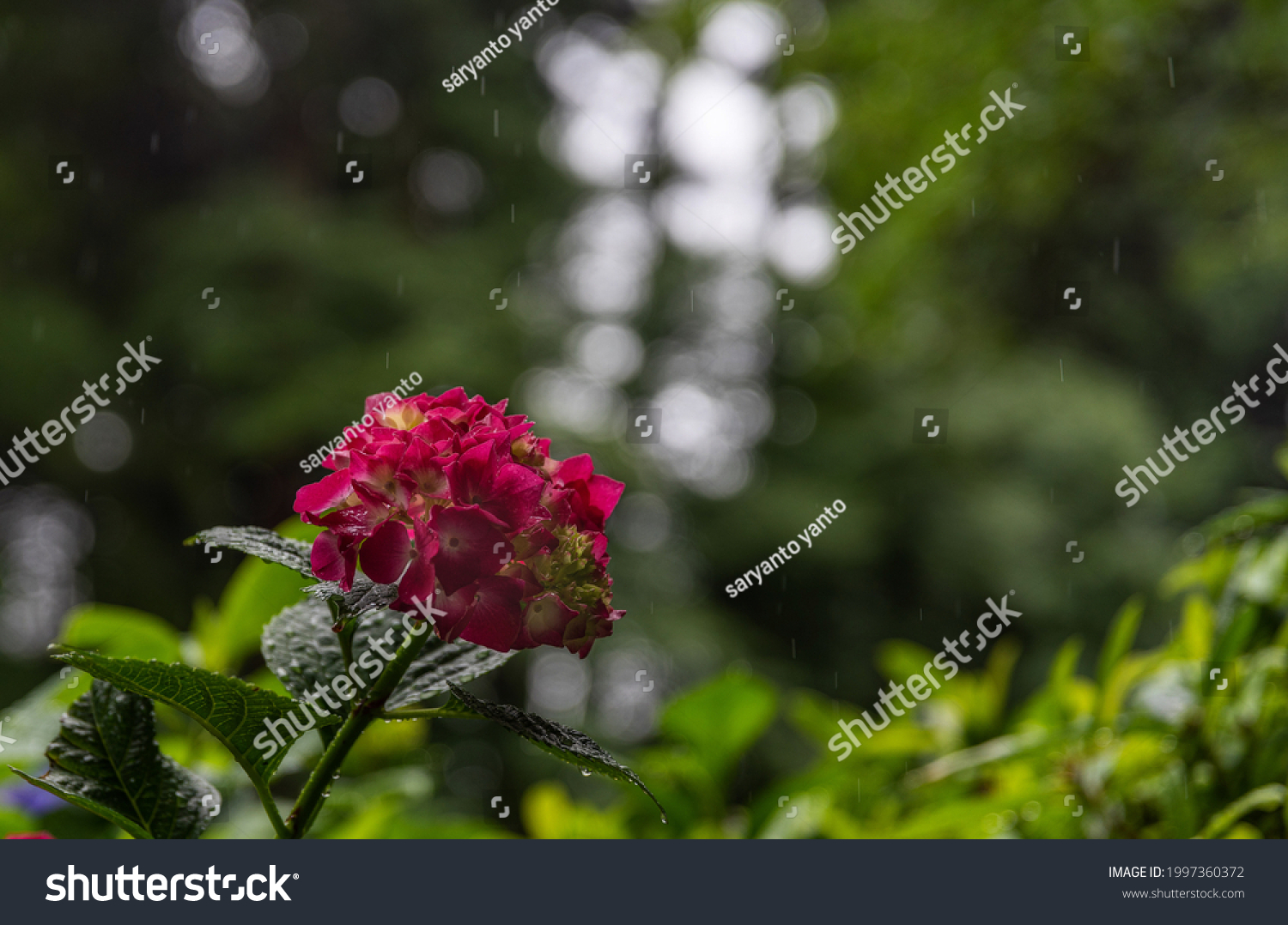 Ajisai Flower With Red Color It S Bloom In June Royalty Free Stock Photo Avopix Com