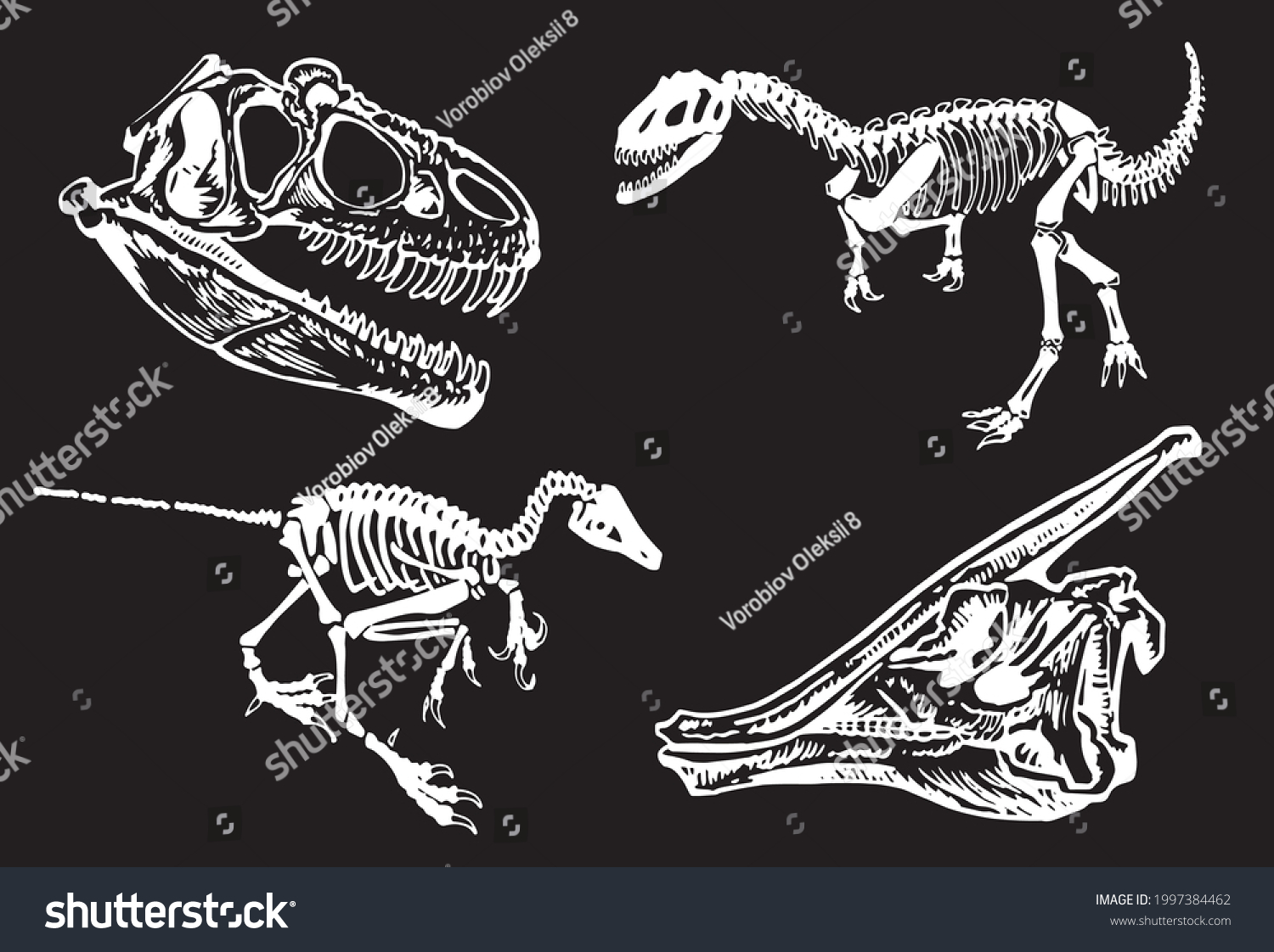 Graphical Paleontological Collection Hand Drawn Royalty Free Stock