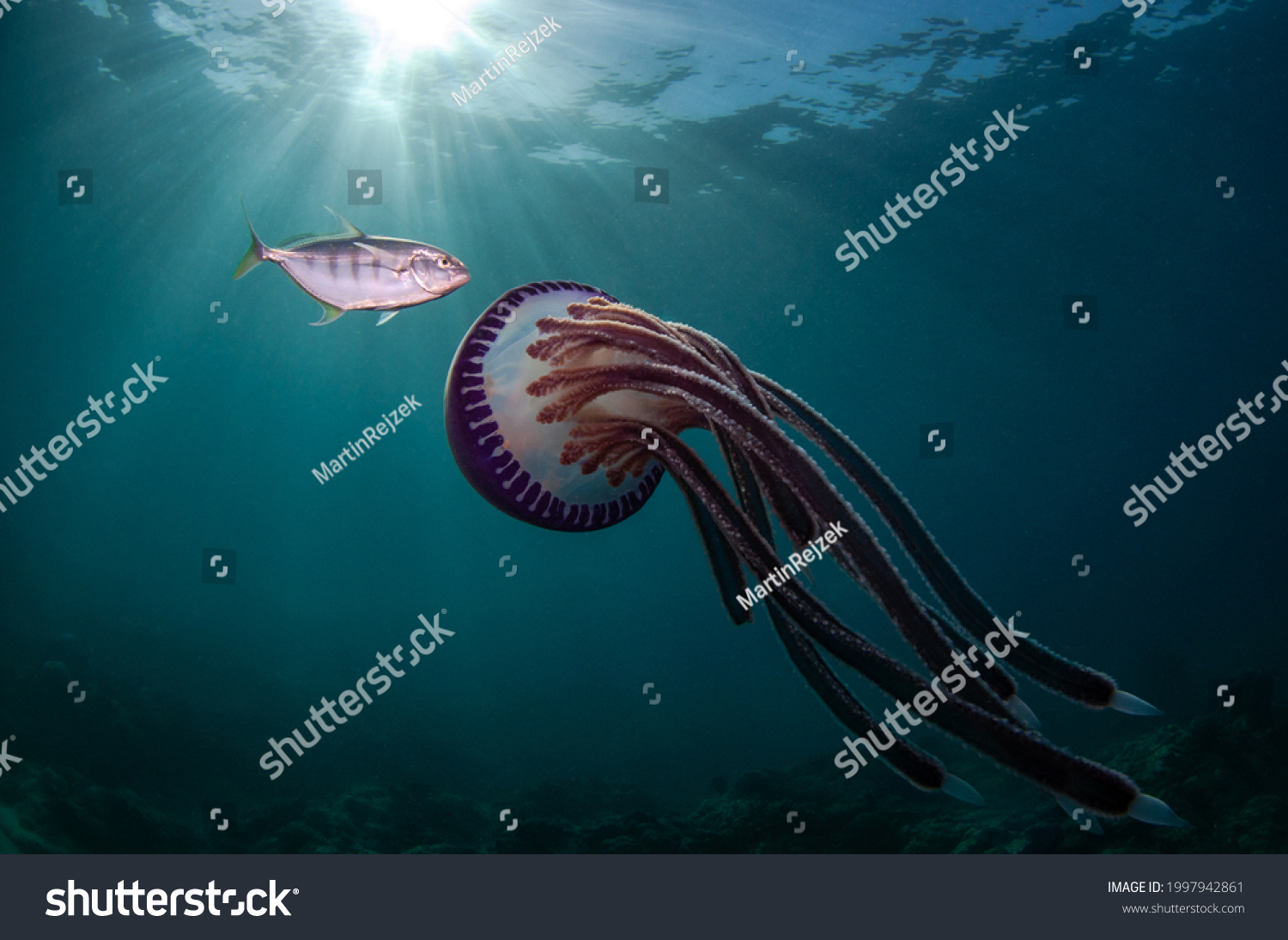Underwater photo of a purple jellyfish (Thysanostoma loriferum) and juvenile blue trevally (Carangoides ferdau) in greenish water at Socotra island in Yemen #1997942861
