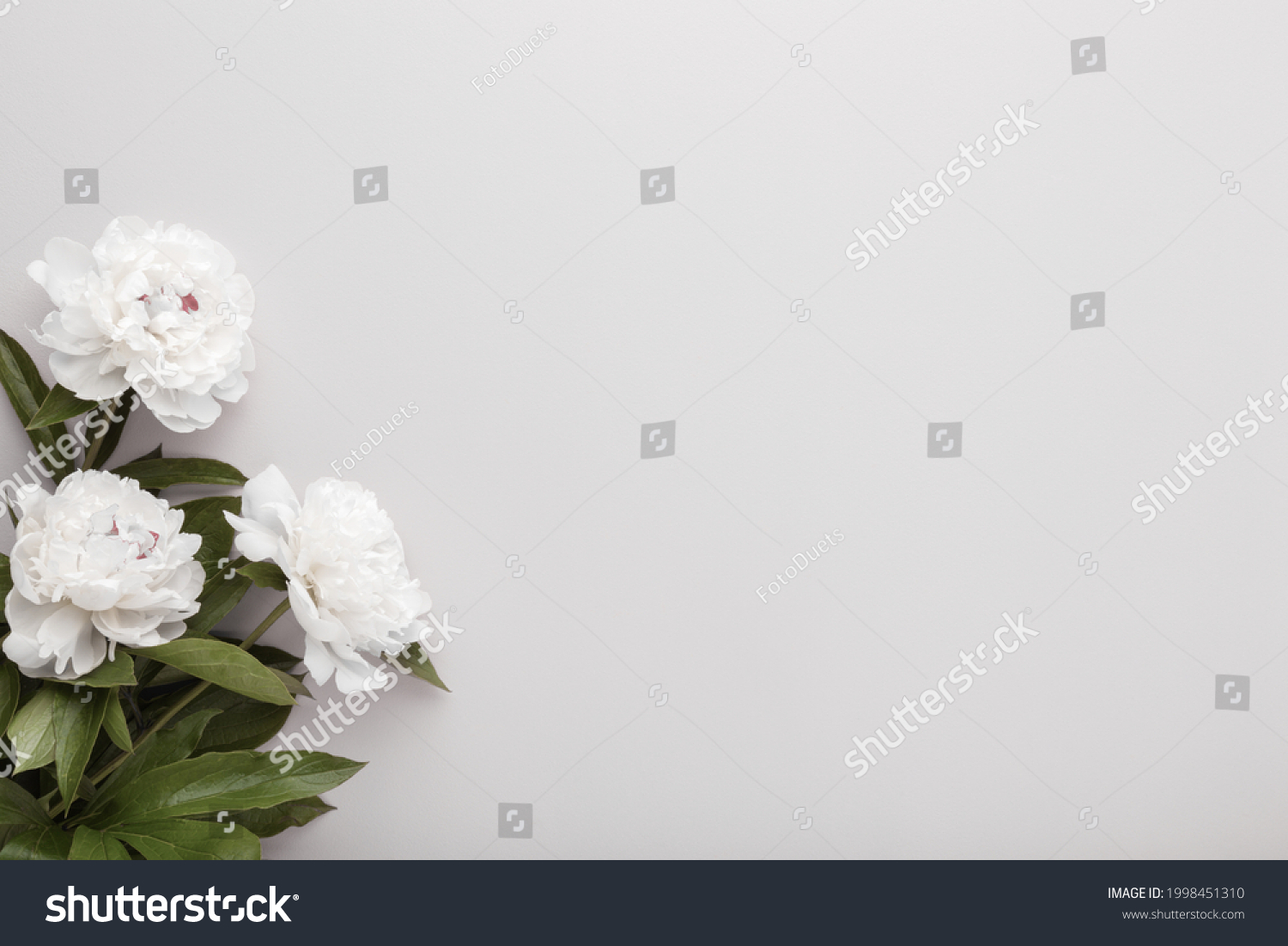 Fresh white peony flowers on light gray table background. Empty place for emotional, sentimental text, quote or sayings. Closeup. #1998451310