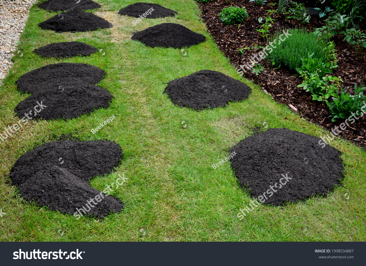 repair of damaged lawns after installation of automatic irrigation. bringing piles of soil and scattering with rakes. lawn sowing and grooving. #1998534887