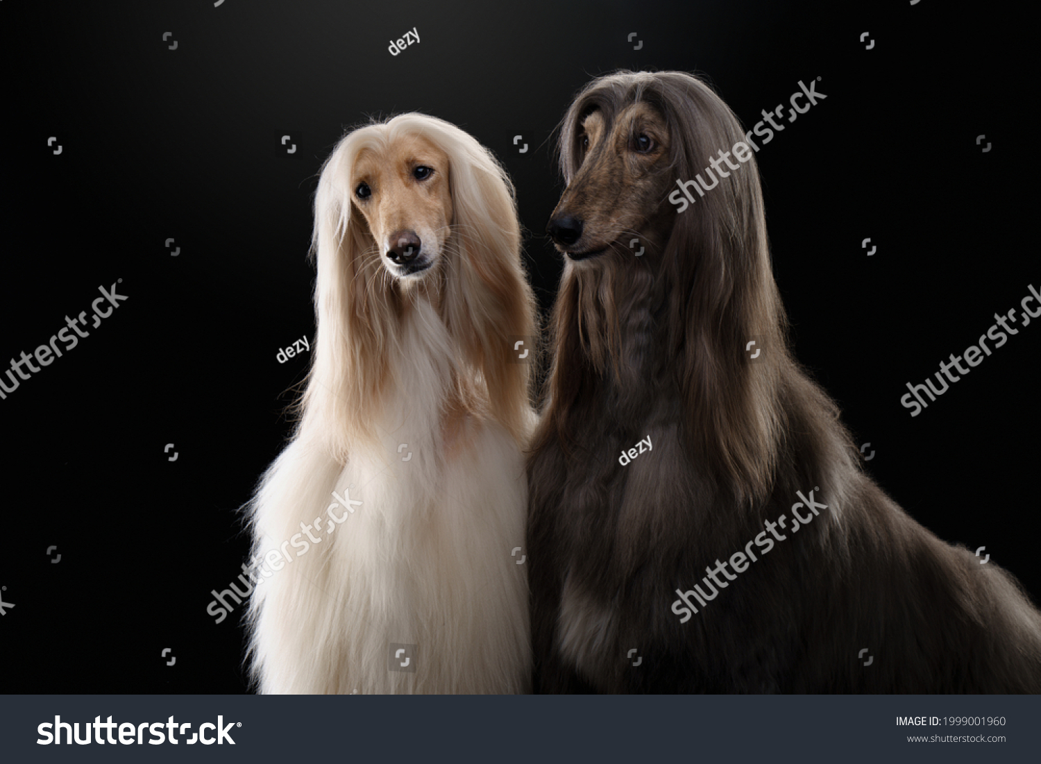 two dogs. Love, relationships. Afghan hound on a black background. long-haired dog for excellent grooming #1999001960