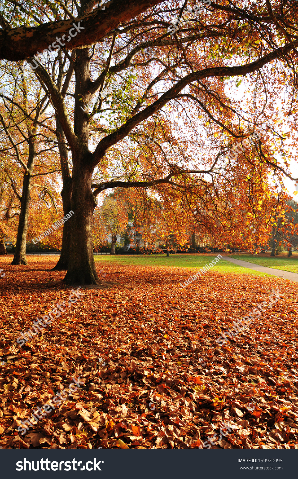 Autumn leaves carpet in the park #199920098