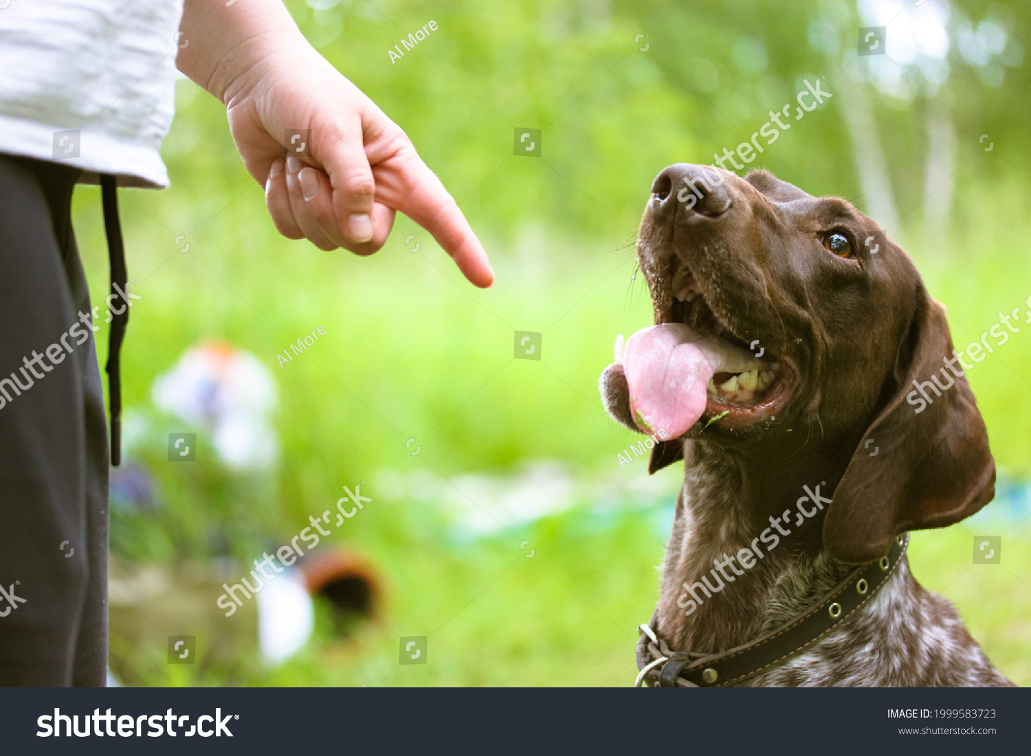 Woman training a dog in park. Obedience training. Owner teaches a dog commands by pointing finger where to sit. Beautiful thoroughbred obedient brown Drathaar looks up with tongue out. Bad behavior. #1999583723