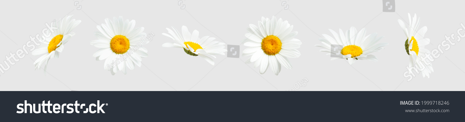 Chamomile flowers isolated on light gray background. Collection of beautiful chamomile flowers, summer sunny flower. Medicinal plant. Floral background, blooming. Element for your design #1999718246