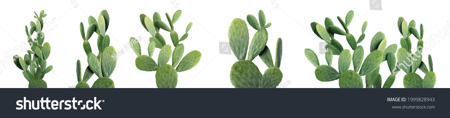 Set with beautiful cactuses on white background. Banner design #1999828943