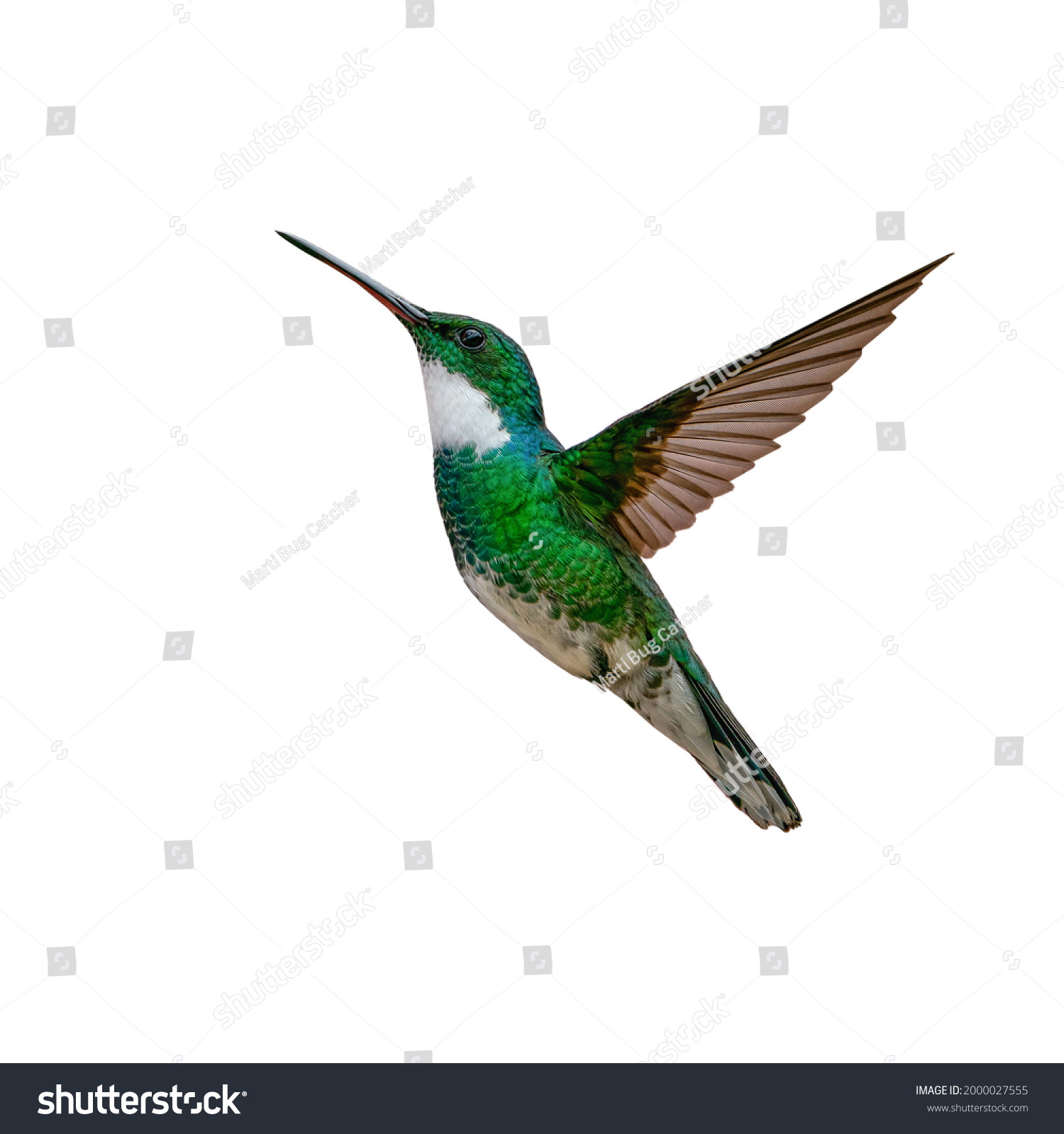 Flying hummingbird isolated on white background #2000027555