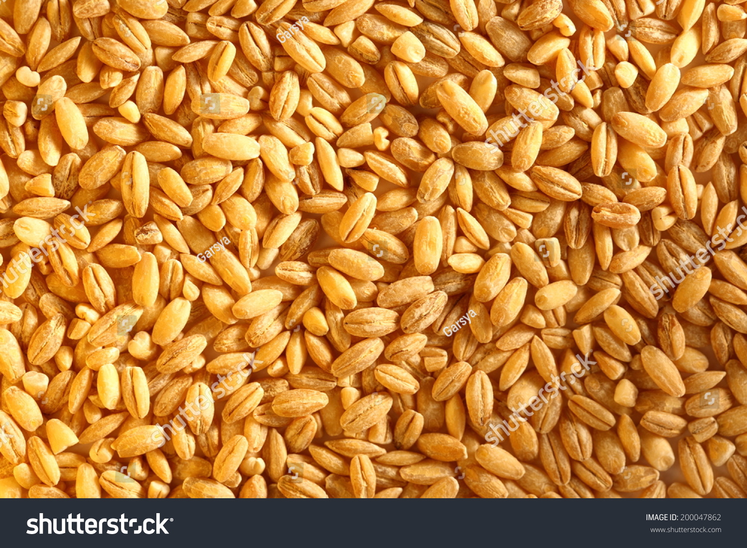 Pearl barley as background #200047862