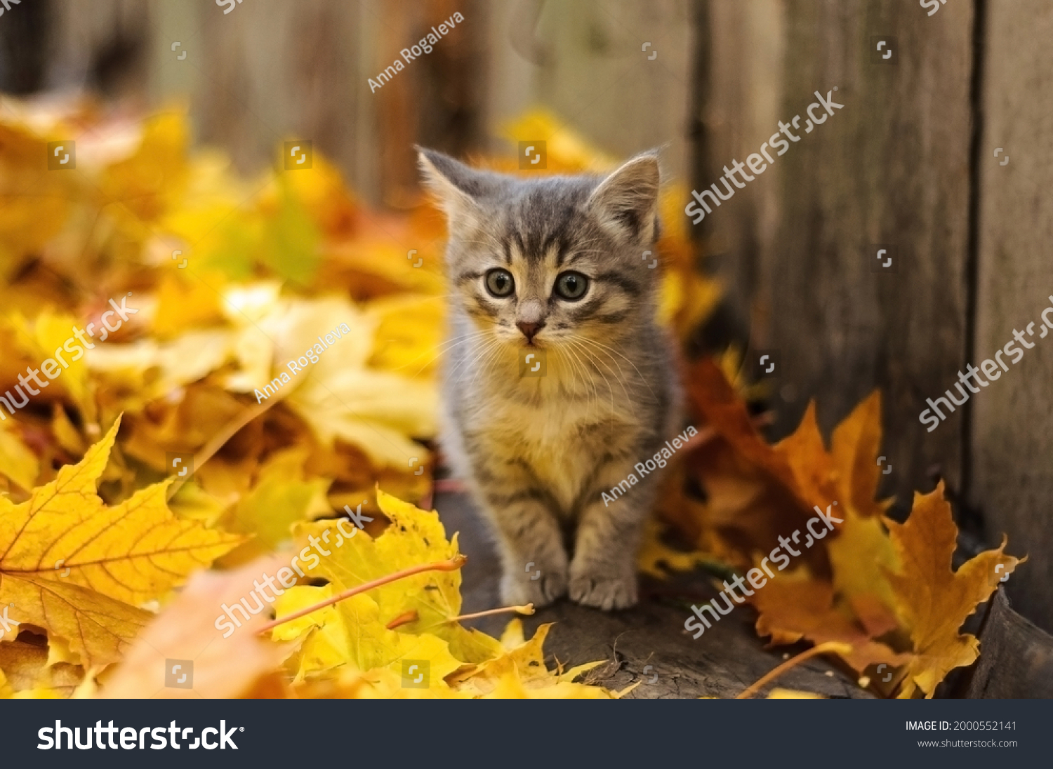gray kitten in autumn leaves #2000552141