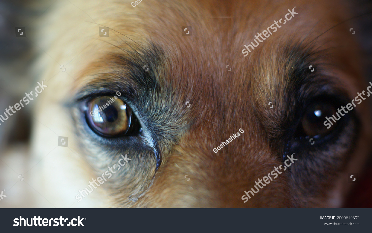 Wild dog Dingo. Red muzzle of a tamed and kind dog #2000619392