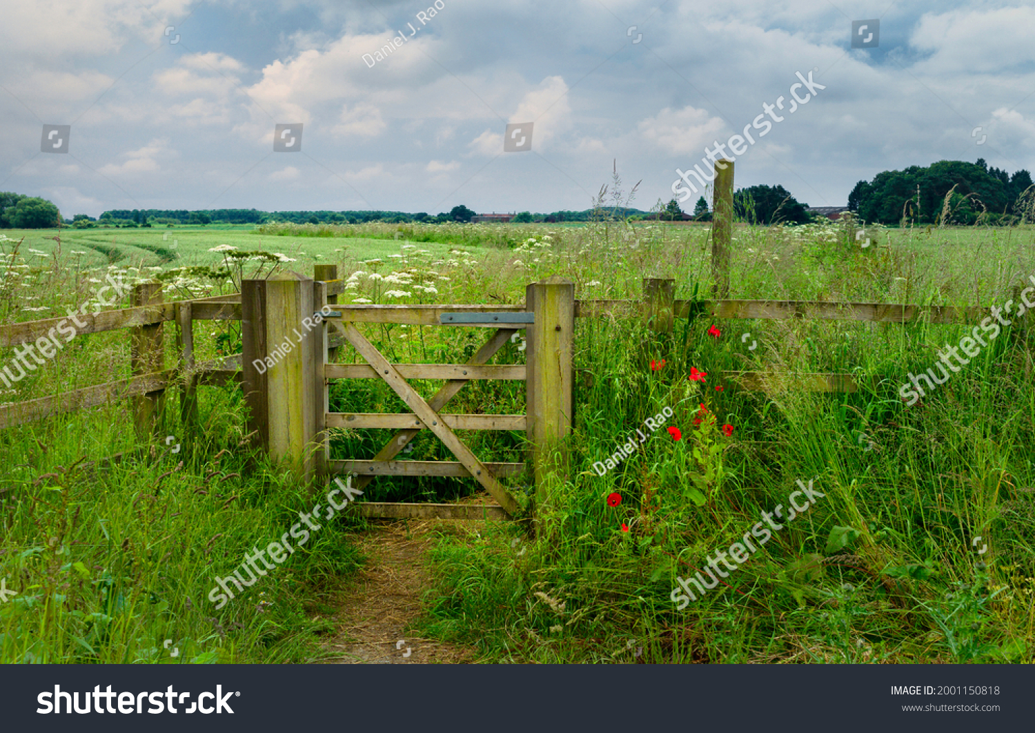 Ramblers wooden swing-gate and footpath flanked by flowering wild flowers  though farmland under bright cloudy sky near Minster Way in Beverley, Yorkshire, UK. #2001150818