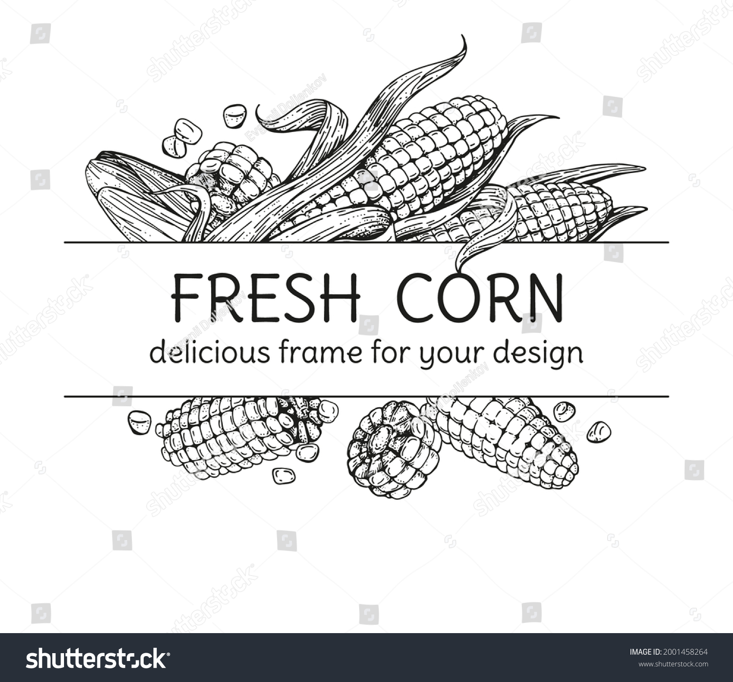 Vector text frame with corn cobs. Hand-drawn sketches engraving style. Unpeeled fruits and grains. For packaging design, menu, recipe pages. Vintage illustration on white background #2001458264