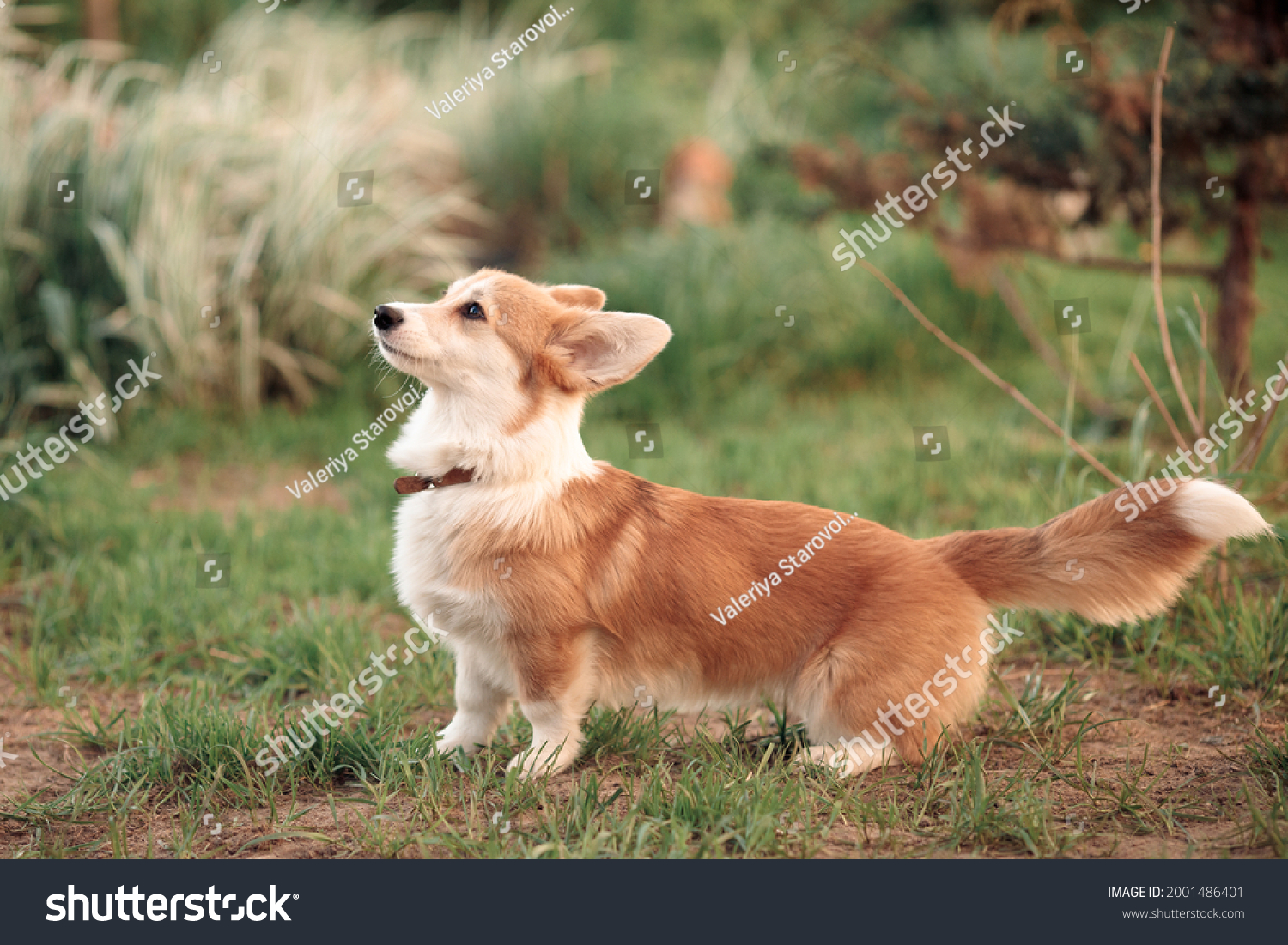 red beige little corgi puppy wags its long tail standing on the green grass #2001486401