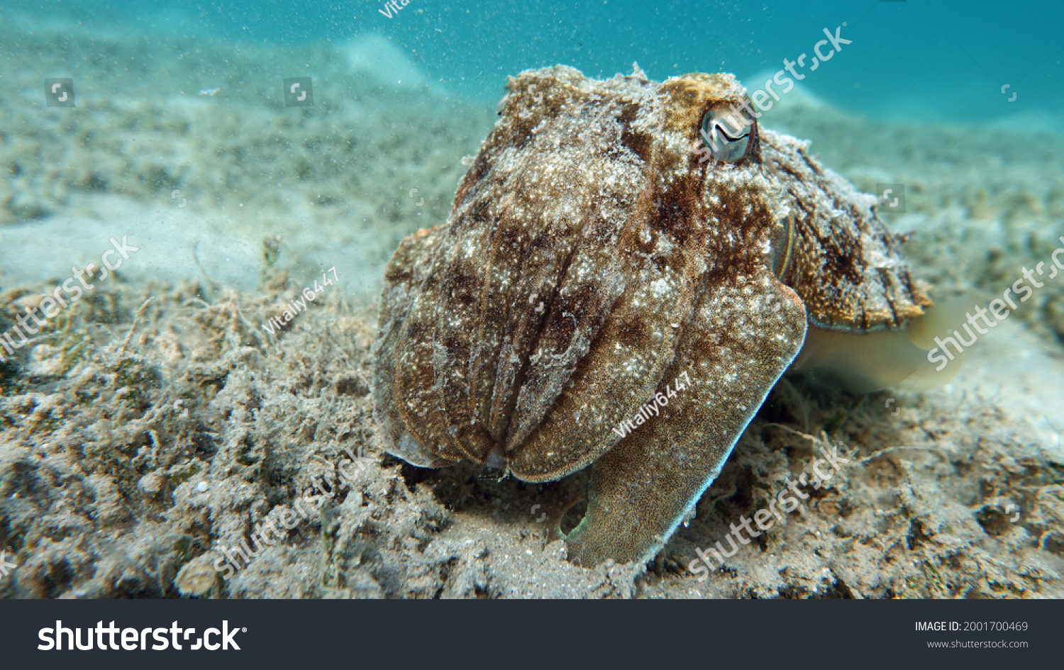 Sepia pharaonis. Mollusks, type of Mollusk. Head-footed mollusks. Cuttlefish squad. Pharaoh cuttlefish. #2001700469