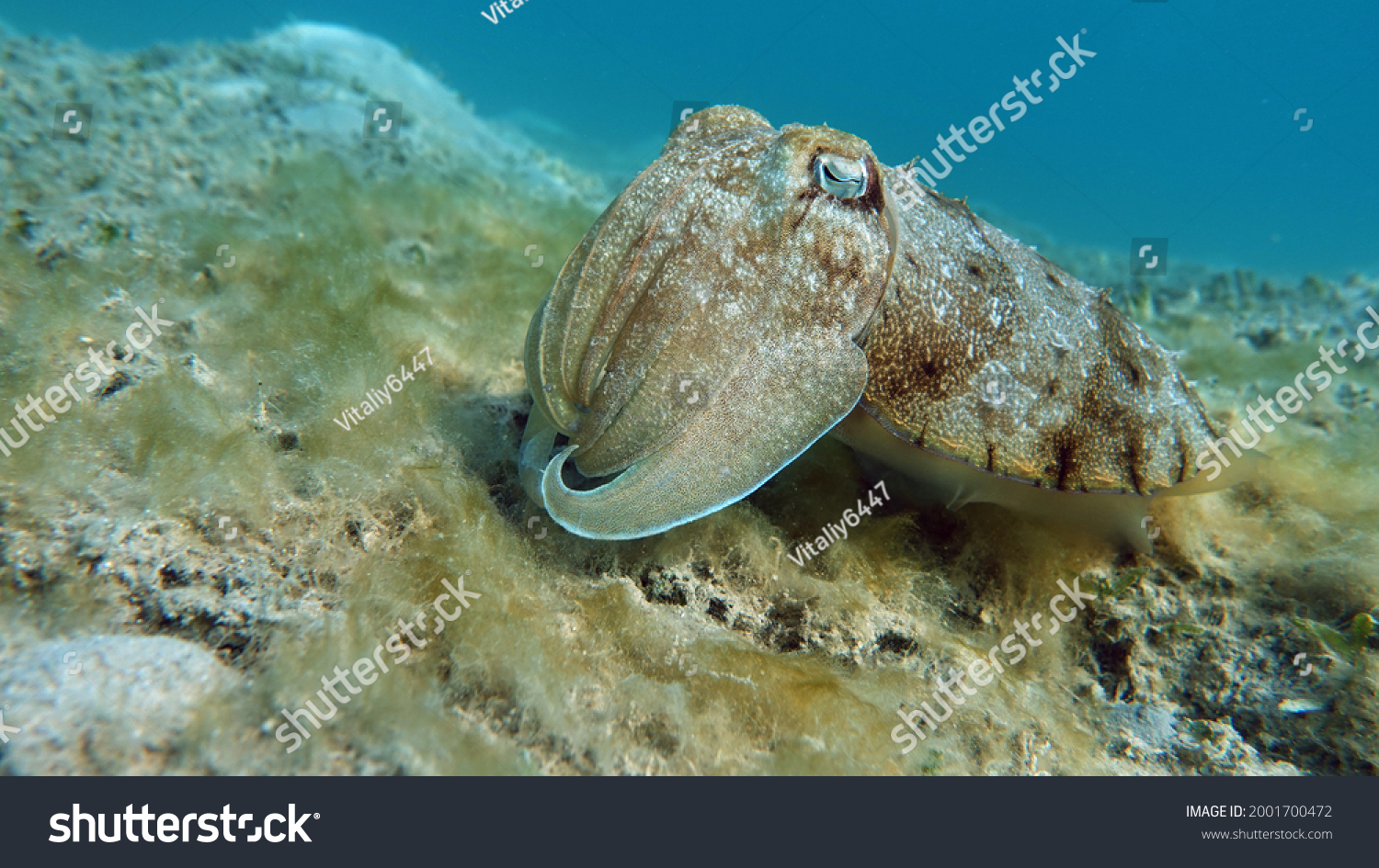 Sepia pharaonis. Mollusks, type of Mollusk. Head-footed mollusks. Cuttlefish squad. Pharaoh cuttlefish. #2001700472