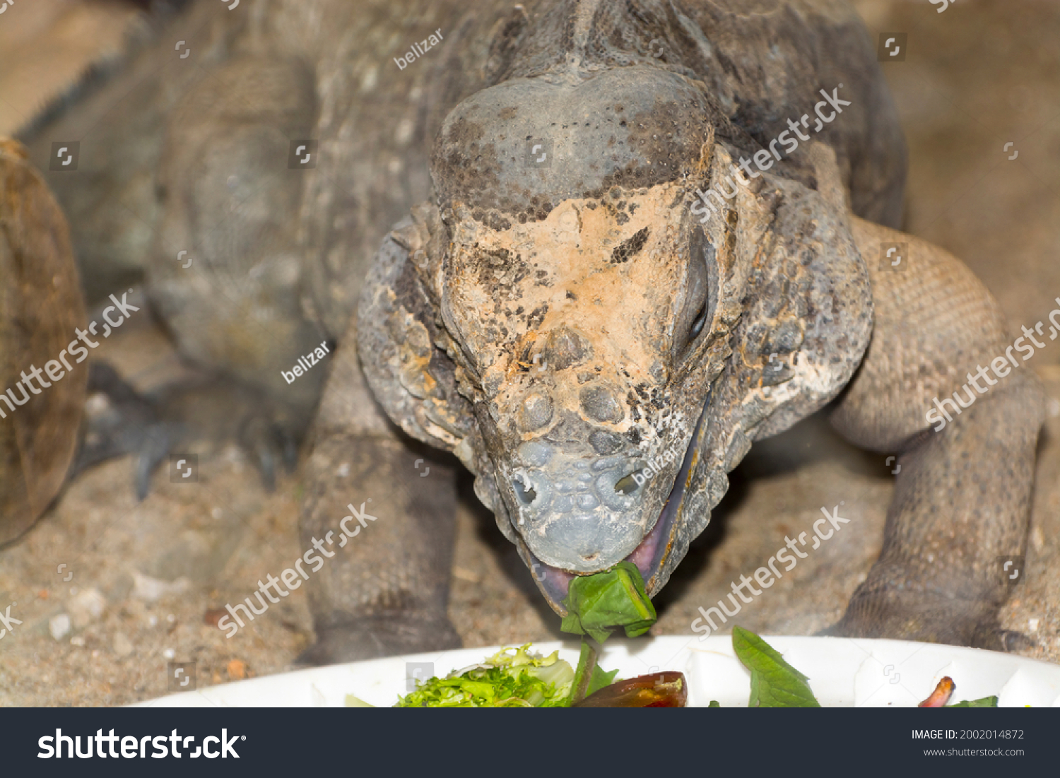 Rhinoceros iguana eats vegetables, its scientific name is Cyclura cornuta #2002014872