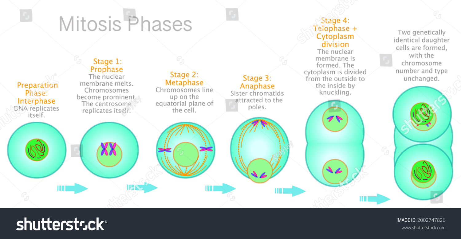 Stages Of Mitosis Phases Cell Division Diagram Royalty Free Stock Vector 2002747826