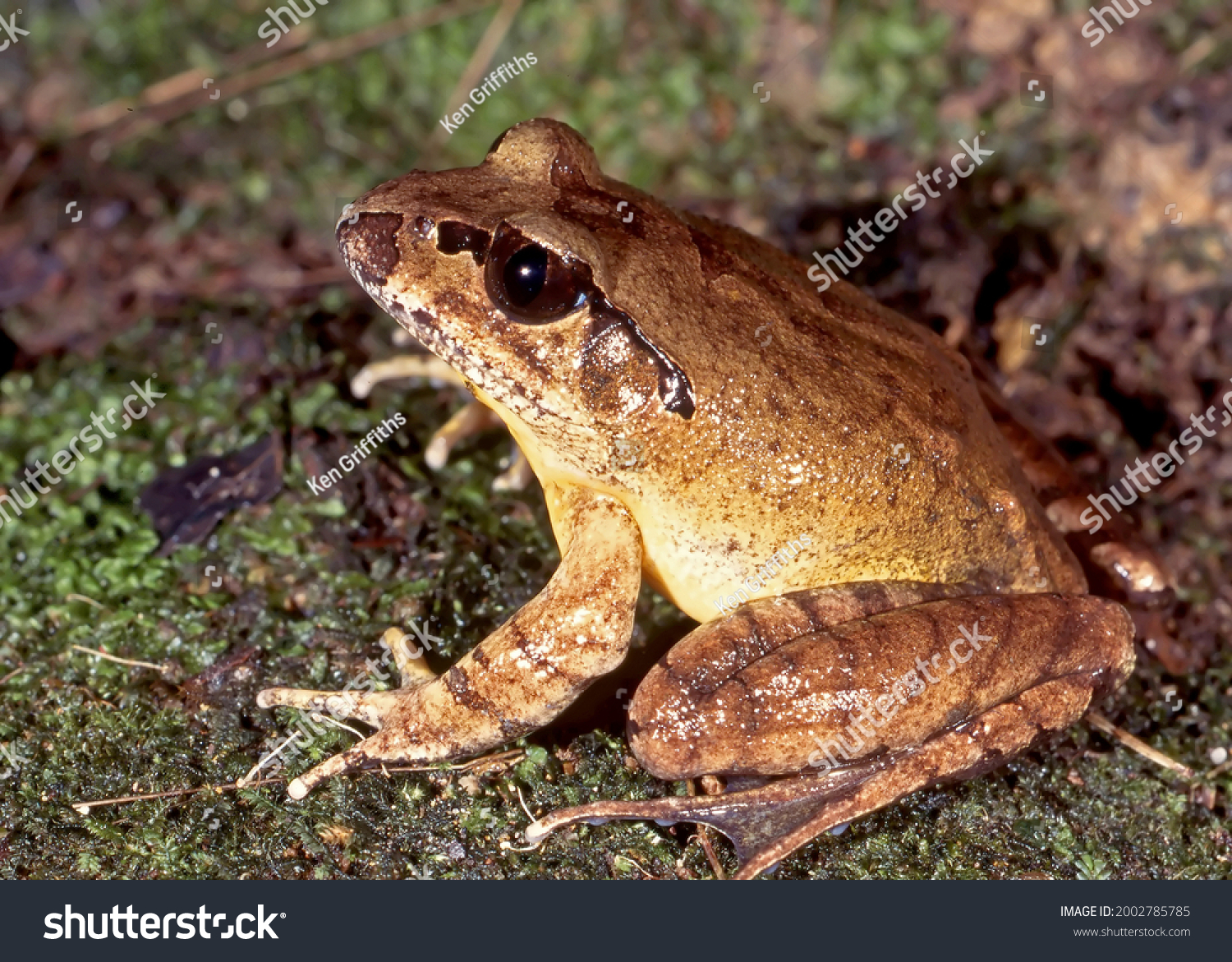 Endangered Australian Northern Stuttering Frog on mossy ground #2002785785