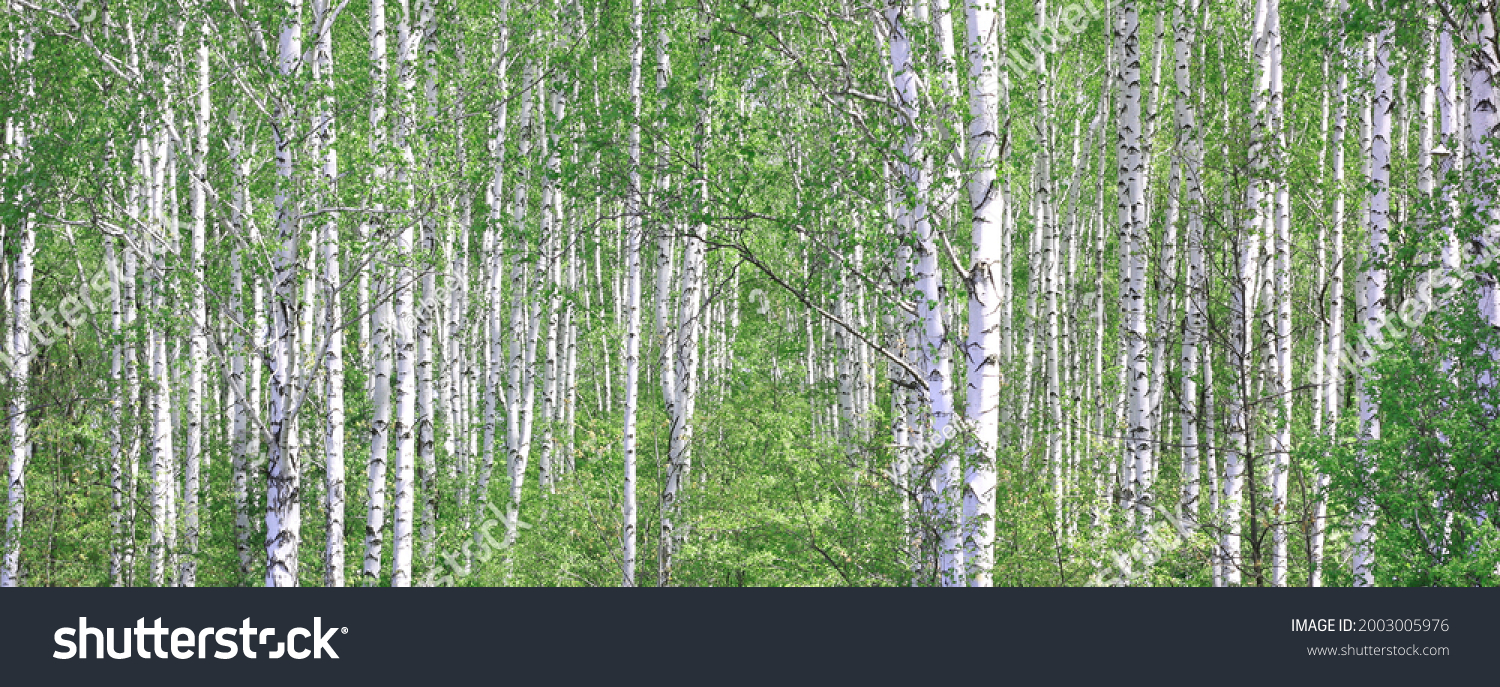 Young birch with black and white birch bark in summer in birch grove against background of other birches #2003005976