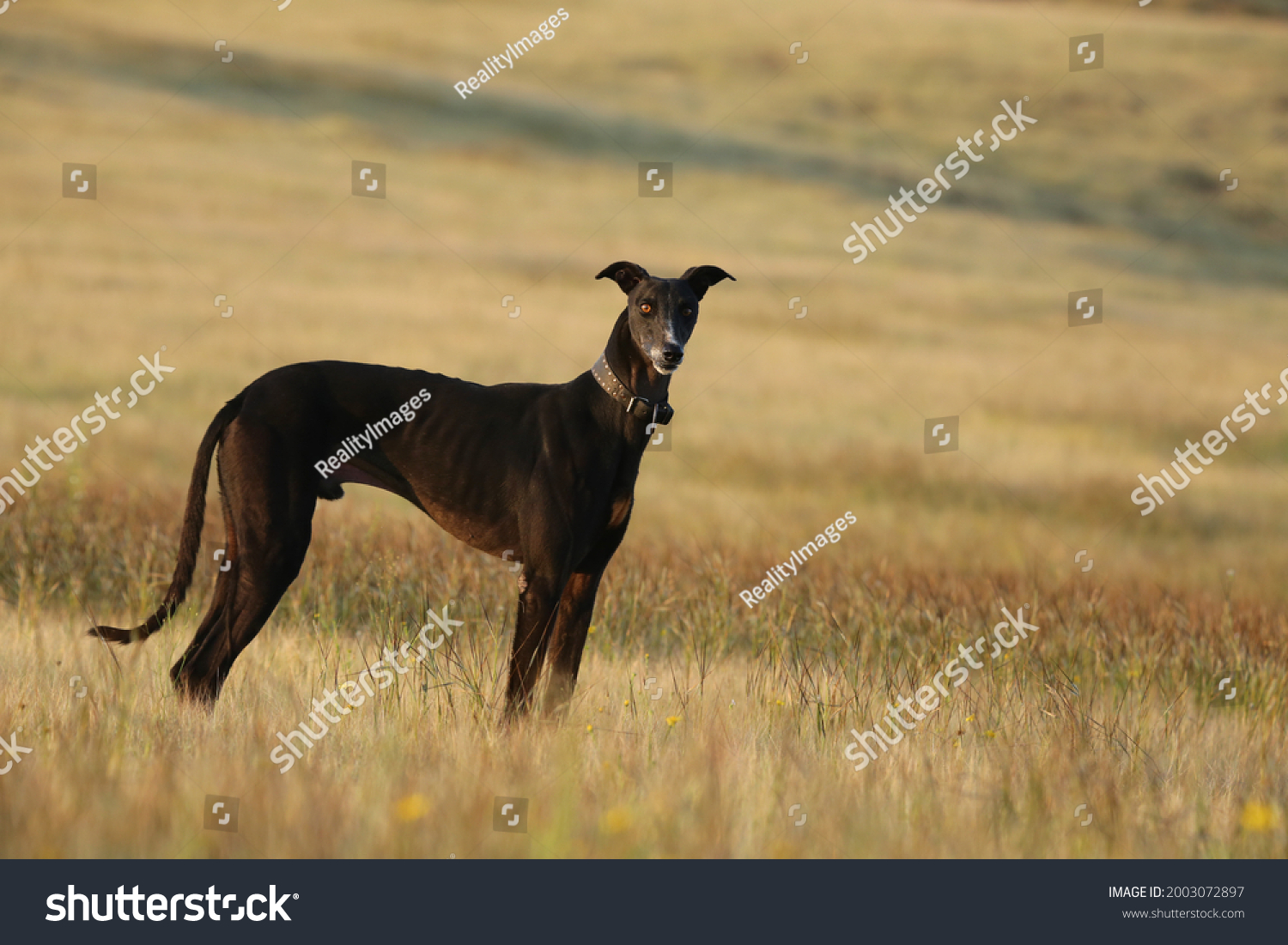 Black Mudhol hound, Indian breed dog, Satara, Maharashtra, India  #2003072897