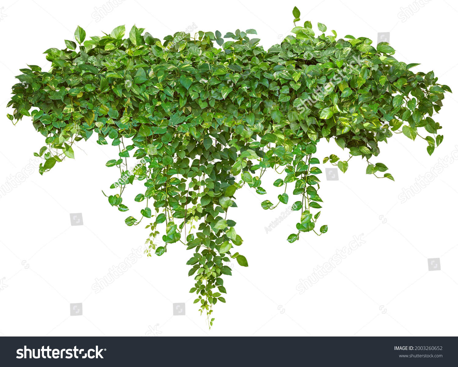 Cutout ivy with lush green foliage. Climbing plant in summer isolated on white background. High quality mask for professional composition. #2003260652