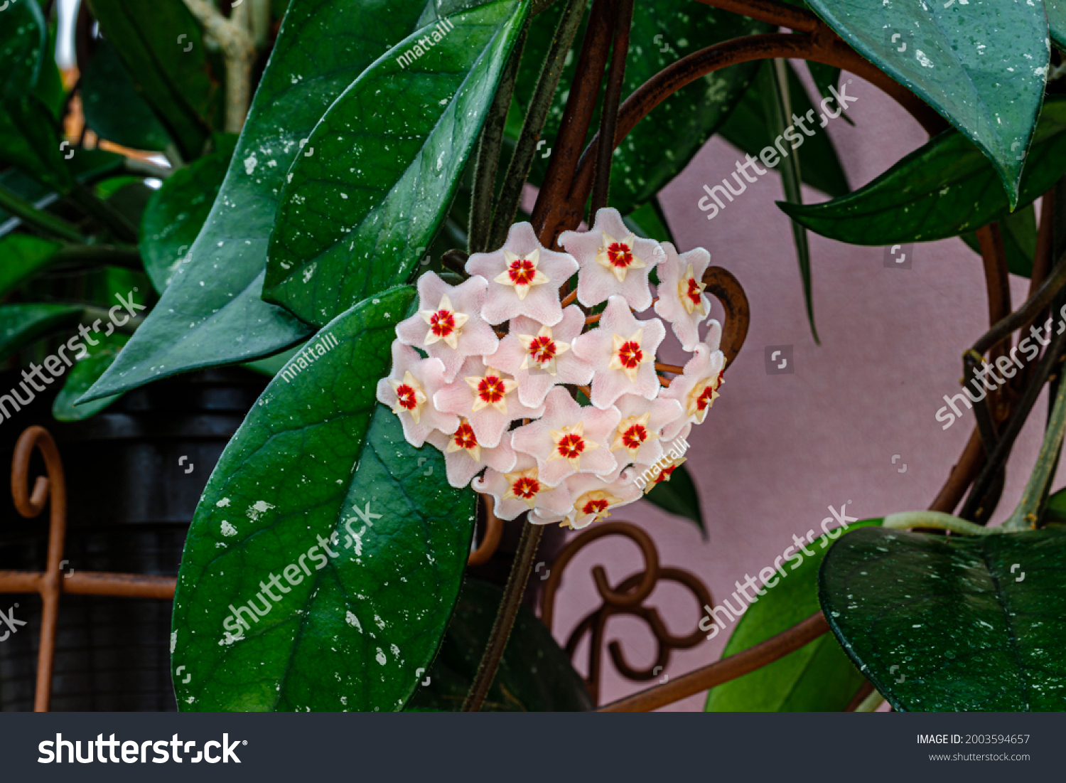 Wax Plant (Hoya carnosa) pink blooming flowers cluster. Hoya carnosa flowers. Hoya carnosa lush inflorescence. Porcelain flower or wax plant.  Hoya Flower cluster under bright light .  #2003594657