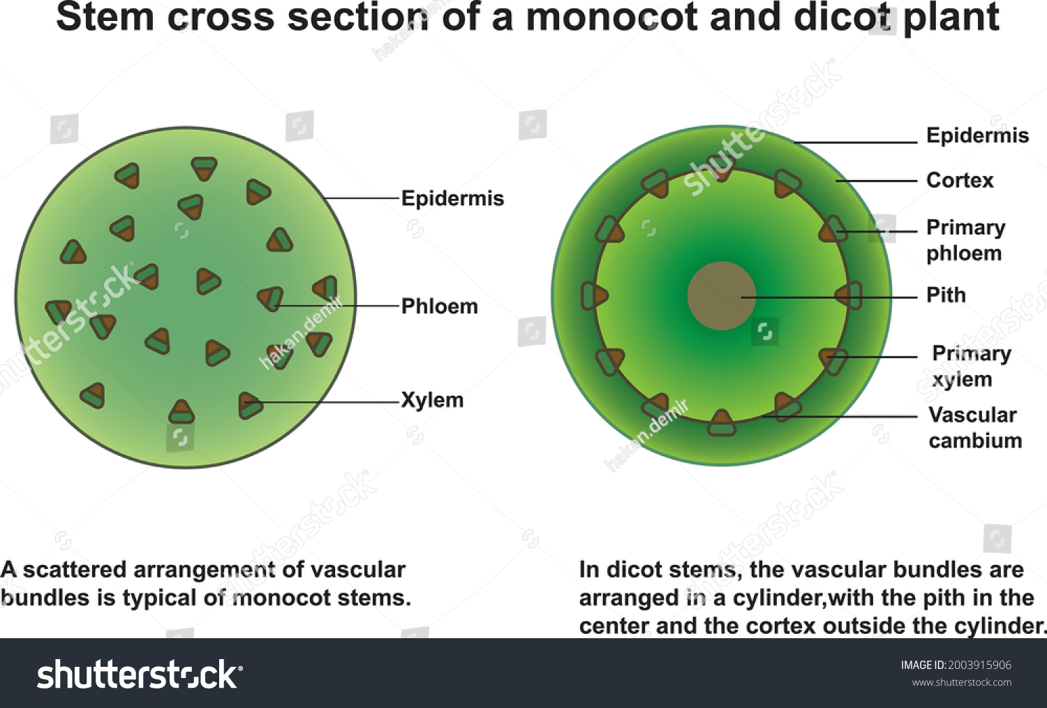 Stem cross section of monocot and dicot plant - Royalty Free Stock ...