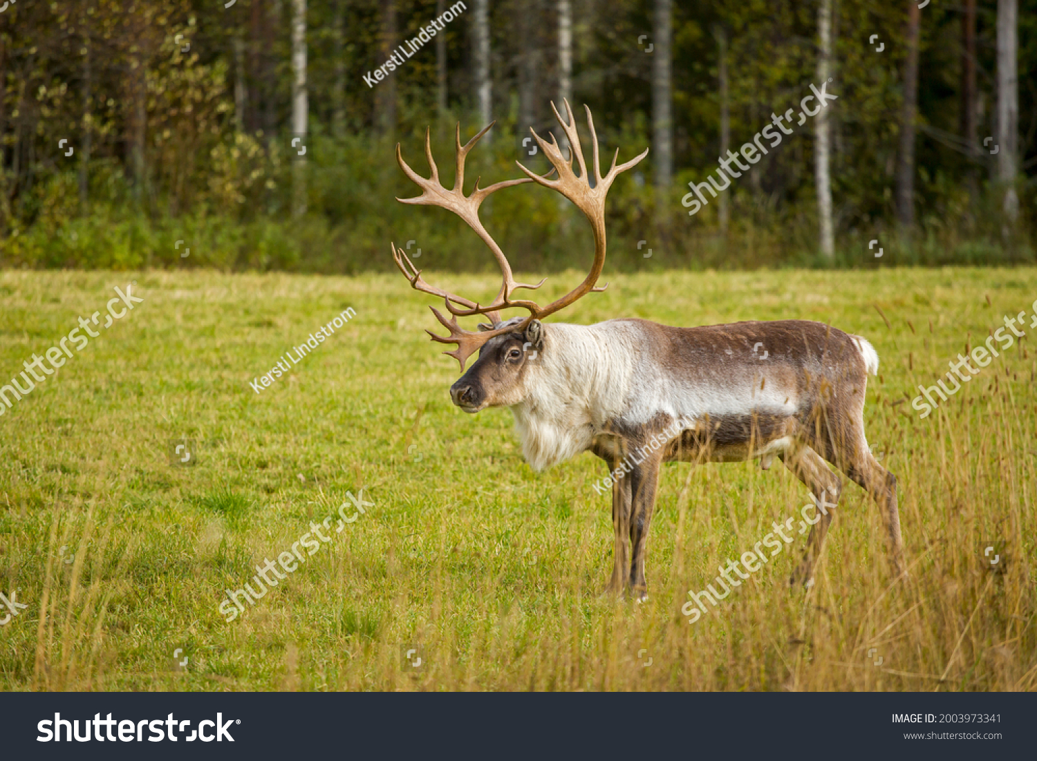 Gorgeous big male reindeer (Rangifer tarandus) standing alone on autumnal grassland #2003973341