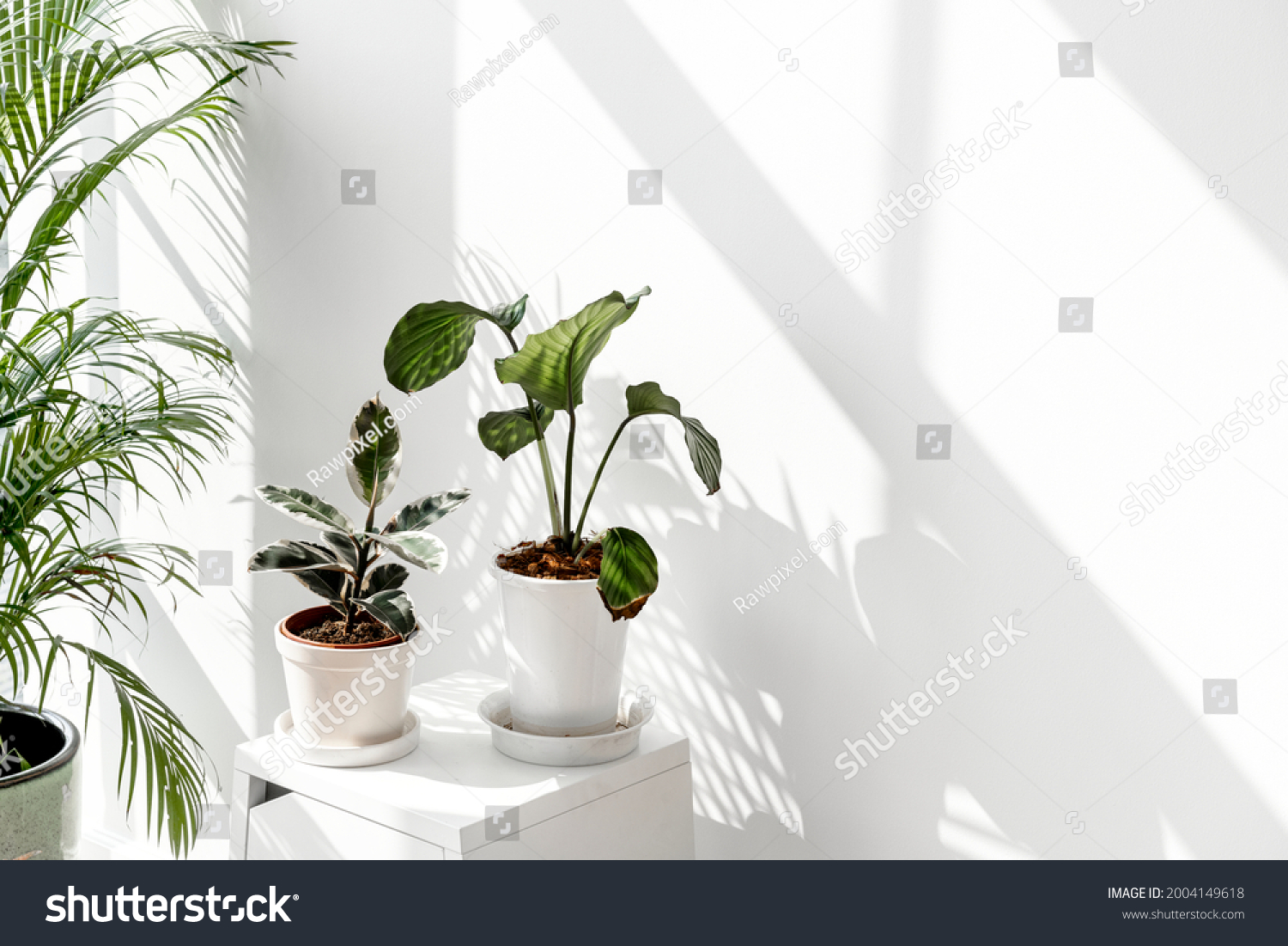 Tropical plants by a white wall with window shadow #2004149618
