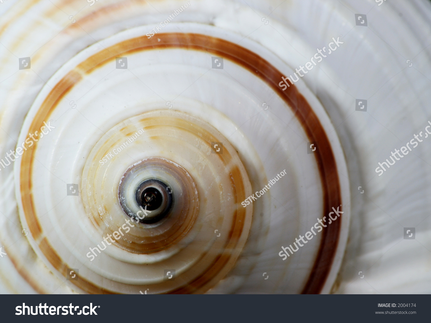 Seashell Swirl #2004174