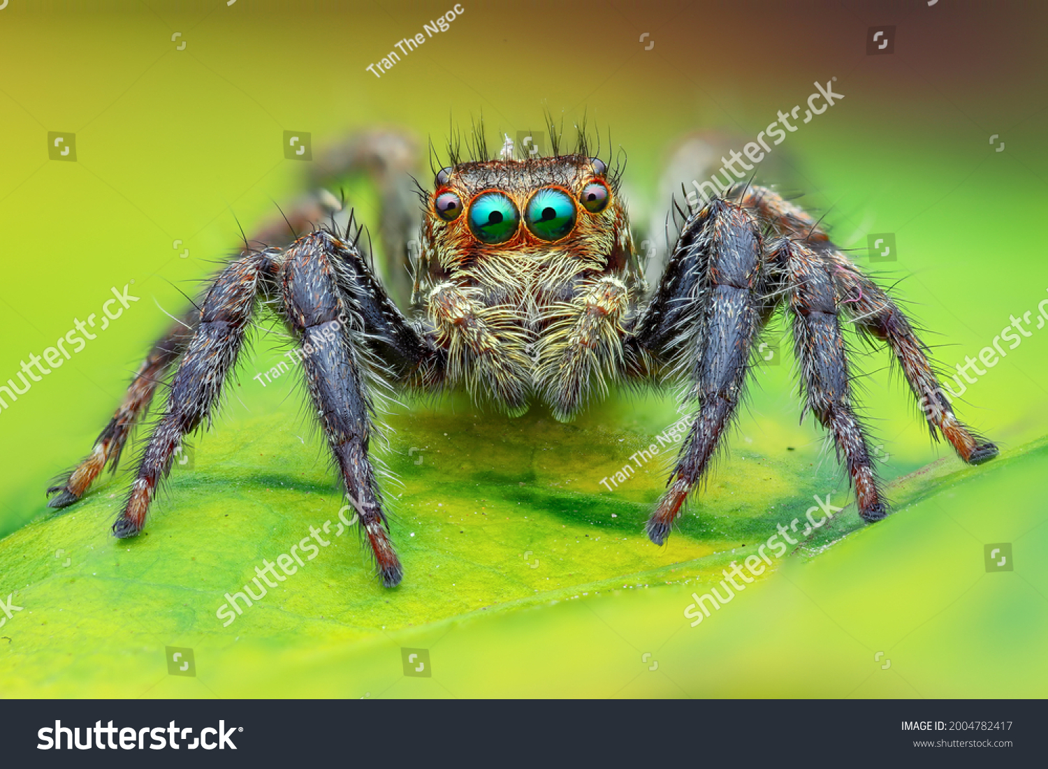 The Best shot of jumping spider #2004782417