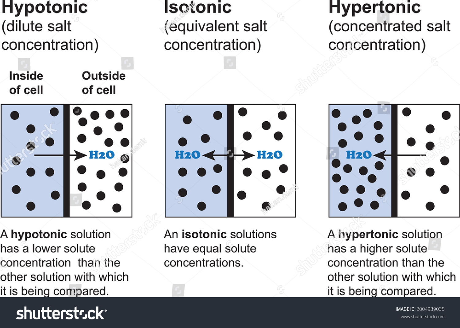 Comparison Of Hypotonic Isotonic And Hypertonic Royalty Free Stock Vector 2004939035 6183