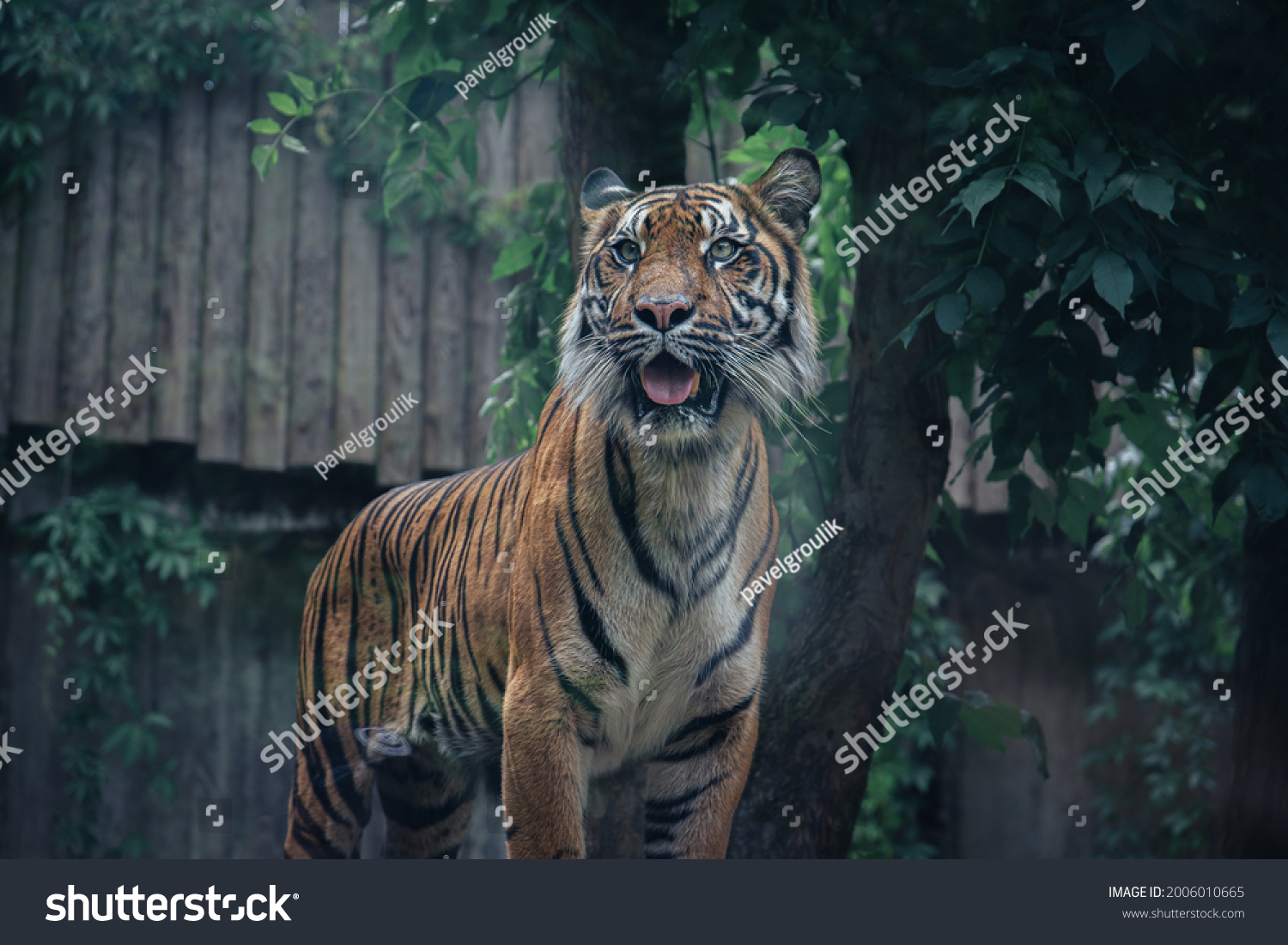wildlife feline carnivore big cat predator animal tiger zoo
  #2006010665