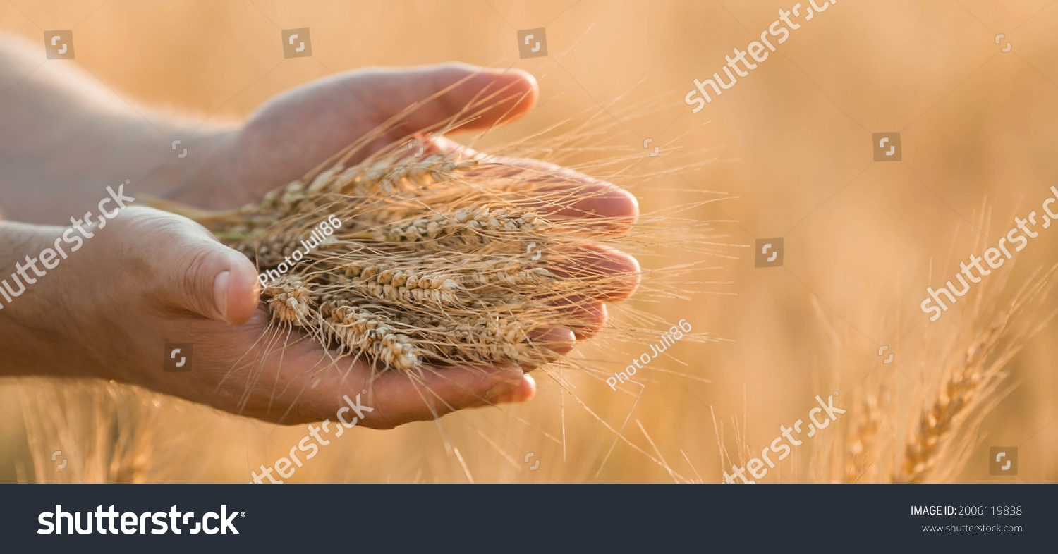 A man holds golden ears of wheat against the background of a ripening field. Farmer's hands close-up. The concept of planting and harvesting a rich harvest. Rural landscape at sunset. #2006119838