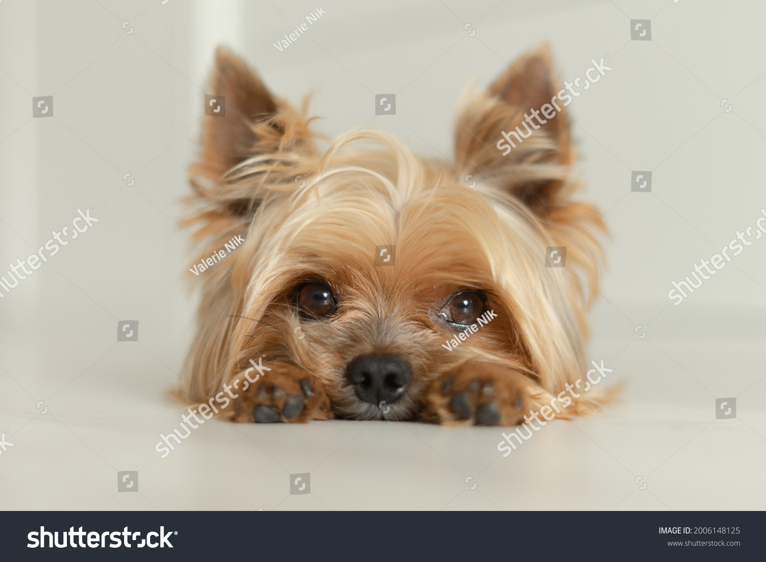 dog Yorkshire Terrier lies on the floor with paws forward, white background, light photo #2006148125
