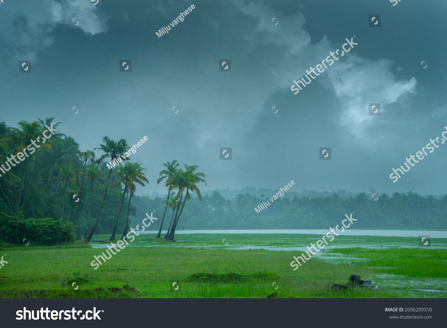 Monsoon hit Kerala - On a rainy day there are cocunt pam trees standing beside a paddy field,  Beautiful landscape photography in rany day, Monsoon photography in Kerala India #2006209310