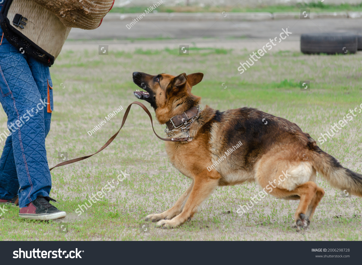 Guard dog training. Step 2. Figurant and German shepherd dog. Pet attacks  person in special protective clothing. Service dog training. Side View. Series Part. Motion Blur. #2006298728