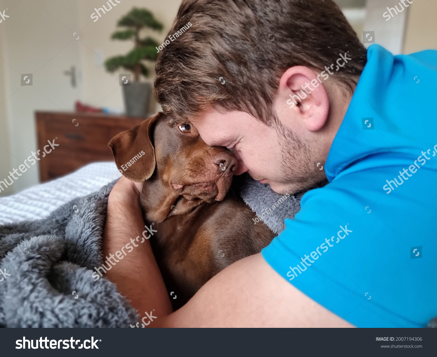 Portrait of happy brown labrador dog looking lovingly at owner. Man embraces canine while on the bed under the blankets. Emotional animal support. #2007194306