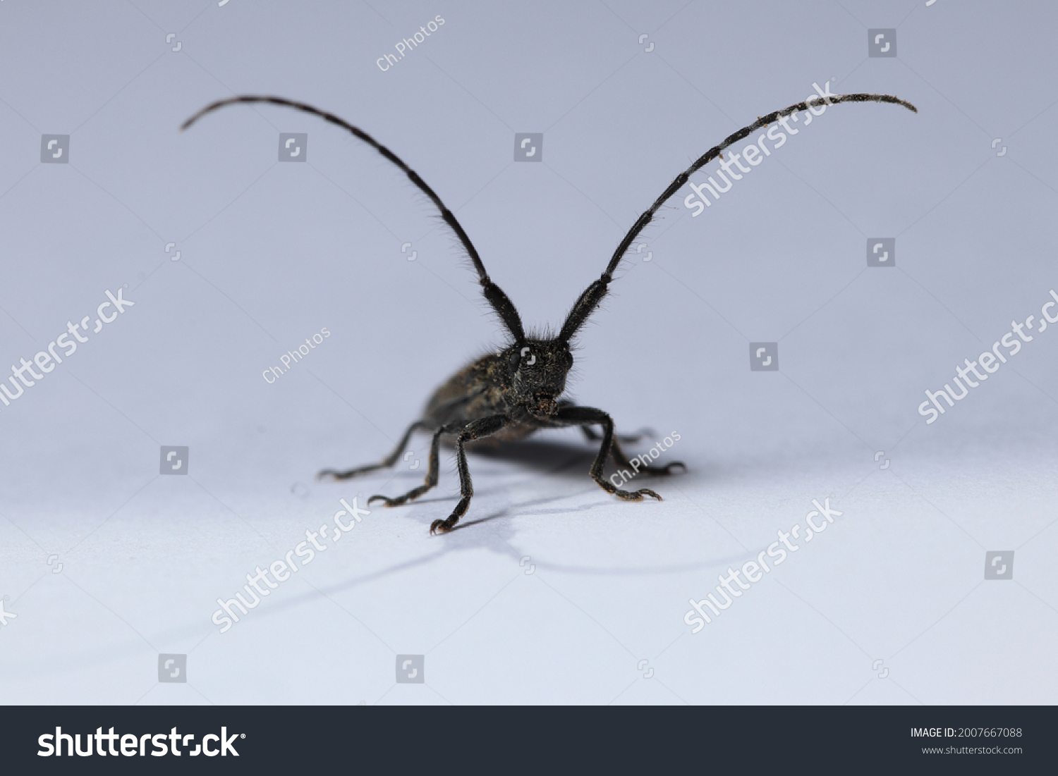 Isolated small long-horned arthropod (Agapanthia cardui, Agapanthia suturalis) #2007667088