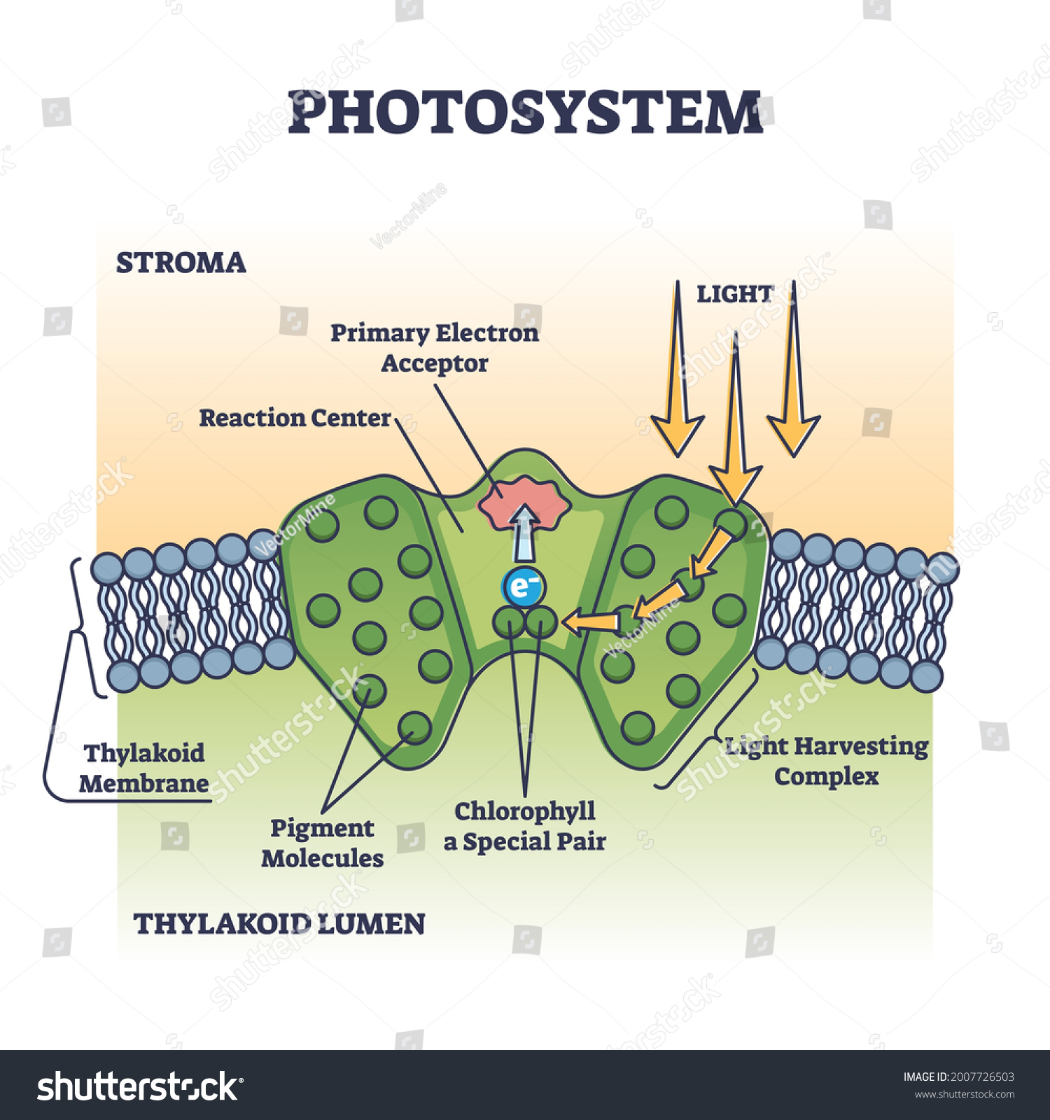 Photosystem Process As Chemical Light Absorption - Royalty Free Stock ...