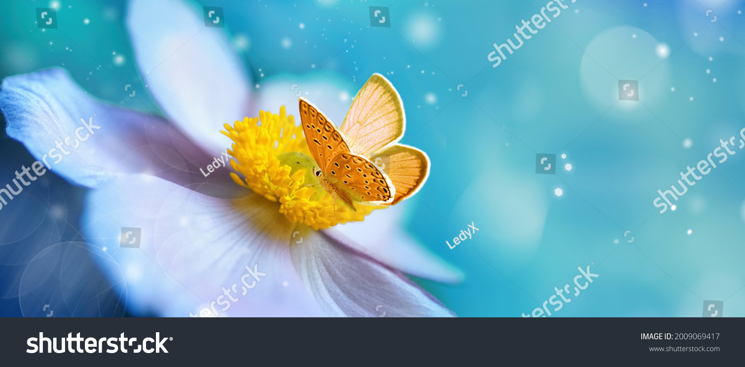 Detail with shallow focus of white anemone flower with yellow stamens and butterfly in nature macro on background of blue sky with beautiful bokeh. Delicate artistic image of beauty of nature. #2009069417