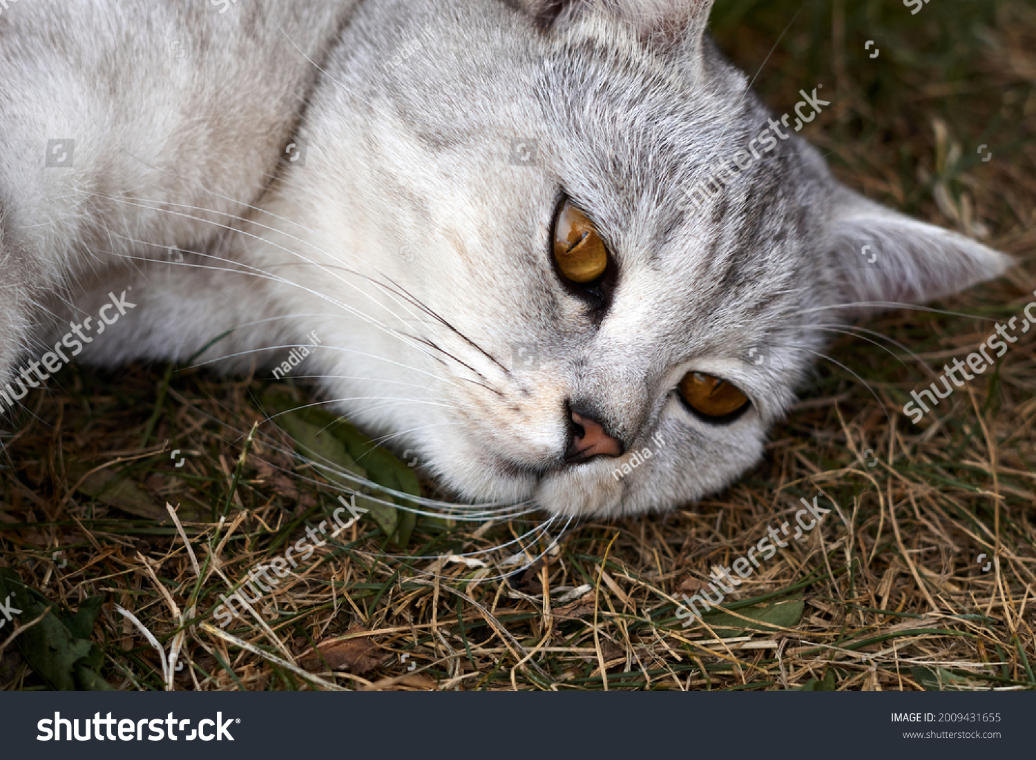 adult gray Scottish breed cat lies on a grass, the animal is resting. High quality photo #2009431655