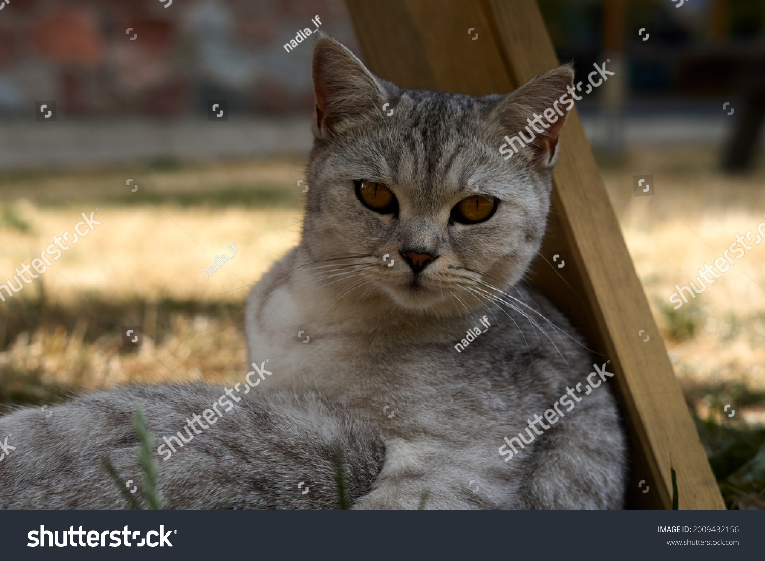 Scottish cat looking at camera. Portrait of gray tabby cat. Cute domestic animal. High quality photo #2009432156