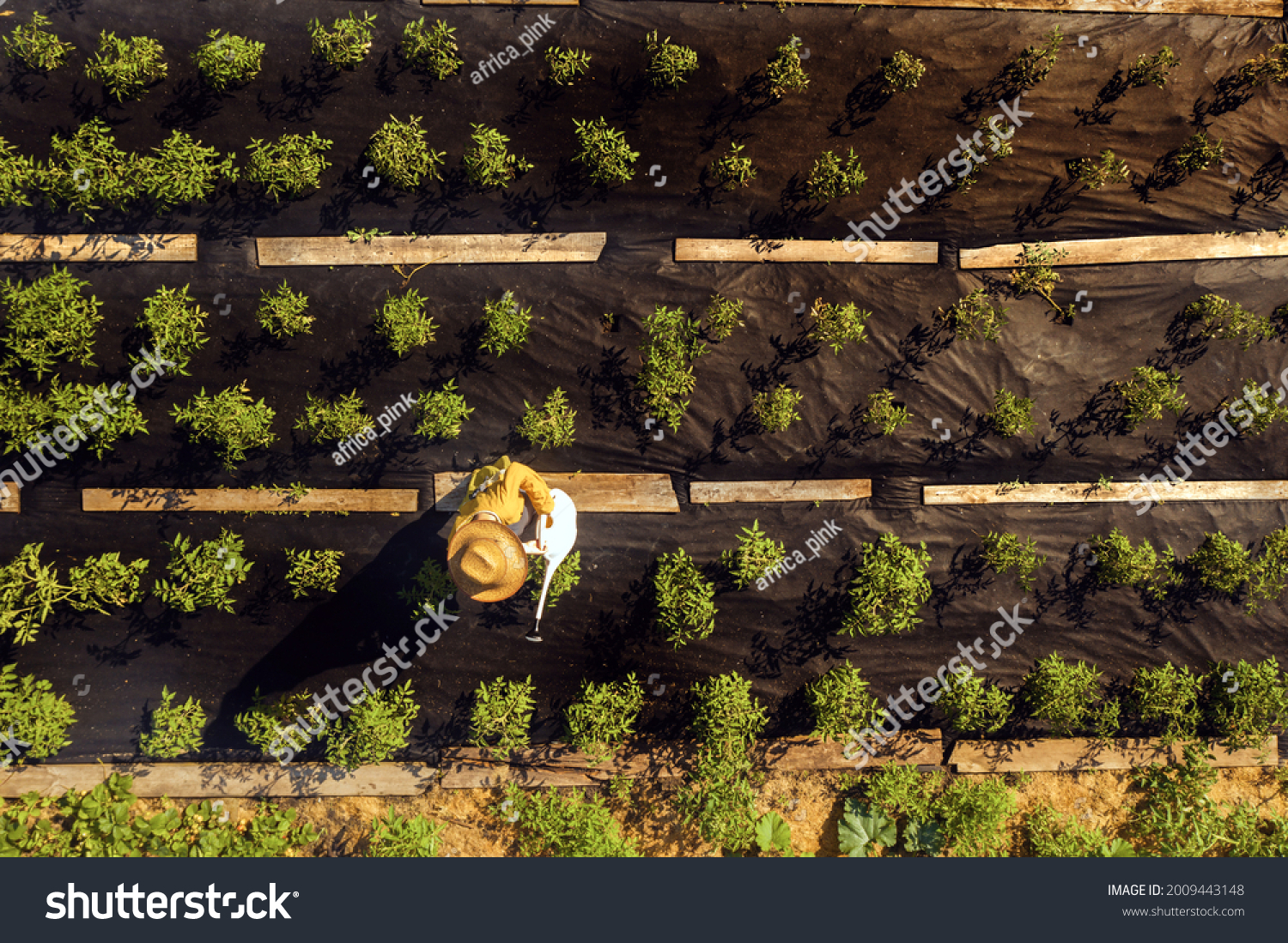 A young girl in a straw hat is standing in the middle of her beautiful green garden, covered in black garden membrane, view from above. A woman gardener is watering the plants with watering can #2009443148