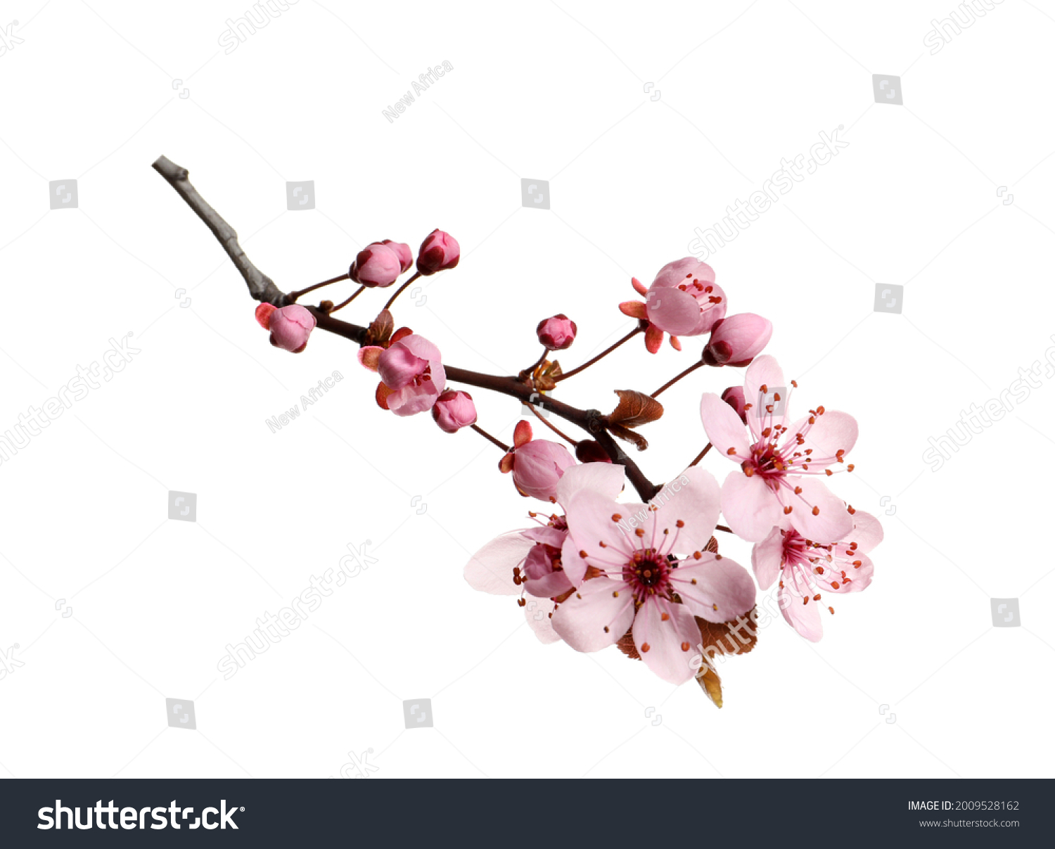 Cherry tree branch with beautiful pink blossoms isolated on white #2009528162