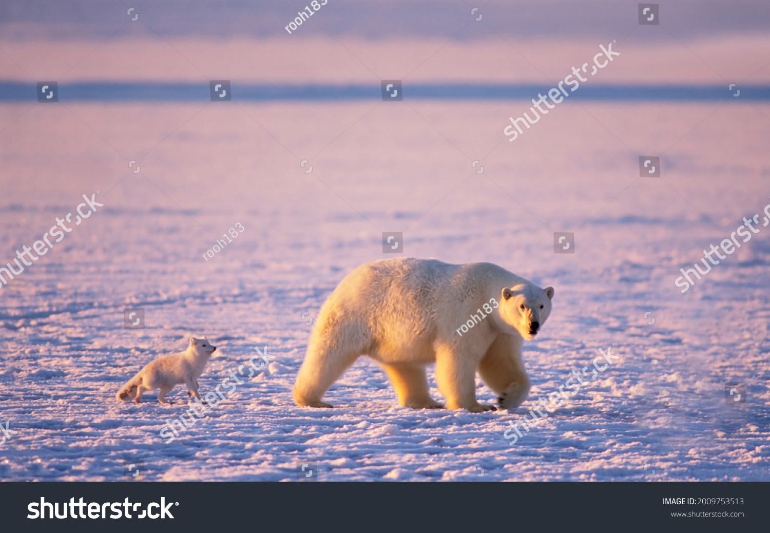 An arctic fox (Alopex lagopus) follows a polar bear (Ursus maritimus) as it hunts and hopes for leftover meat, on the 1002 coastal plain, Arctic National Wildlife Refuge Alaska, USA #2009753513