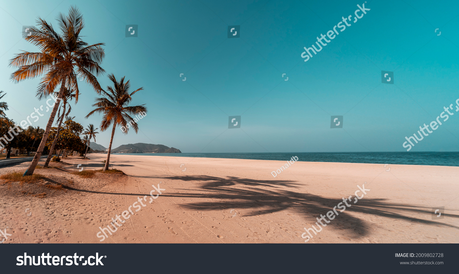 Tropical widescreen image of Khor Fakkan beach with palm trees, blue sky and sand in the United Arab Emirates #2009802728