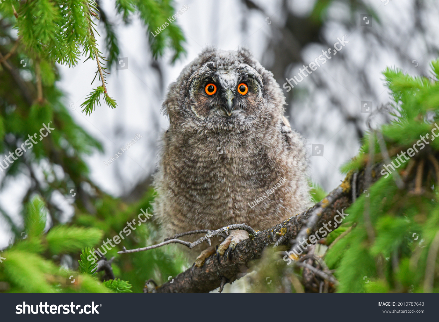 Eyes of an owl, Cute Long-eared owl chick staring with big brigt eyes, Funny owl baby sitting on tree, curious Asio Otus, adorable owl portrait, young hunter growing up, baby raptor #2010787643