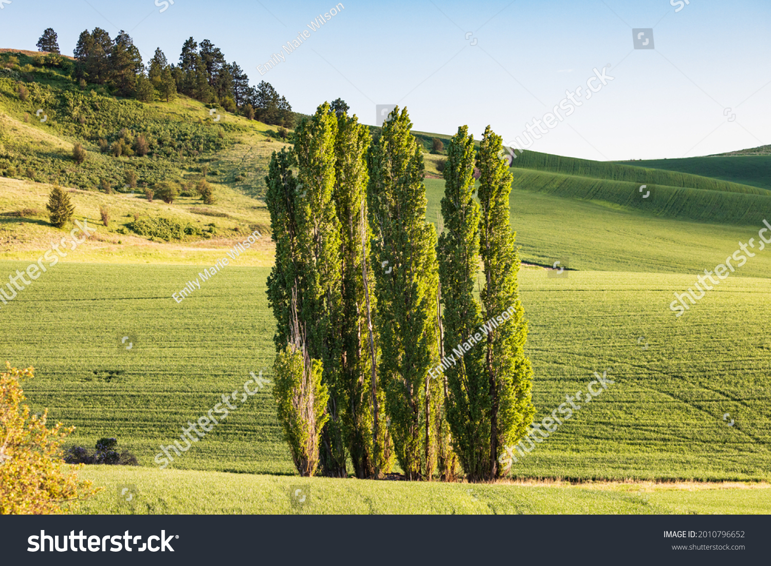 Colfax, Washington, USA. Lombardy poplar trees in a wheat field in the Palouse hills. #2010796652