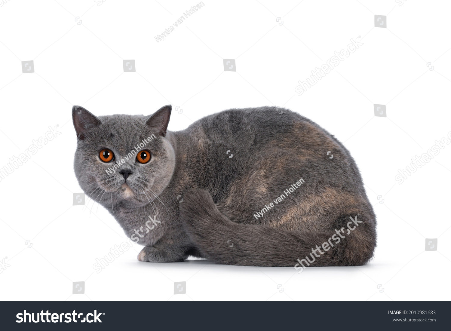 Fabulous young adult blue tortie British Shorthair cat, laying down side ways. Looking towards camera with big orange eyes. Isolated on a white background. #2010981683